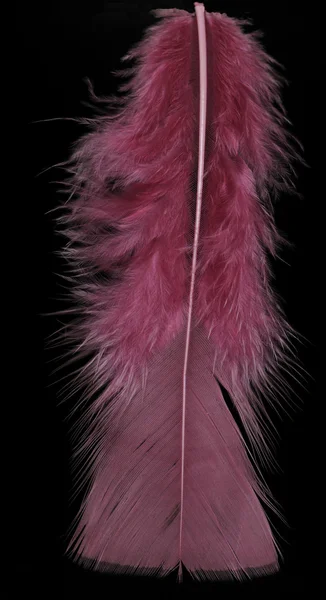 Feather of the bird — Stock Photo, Image