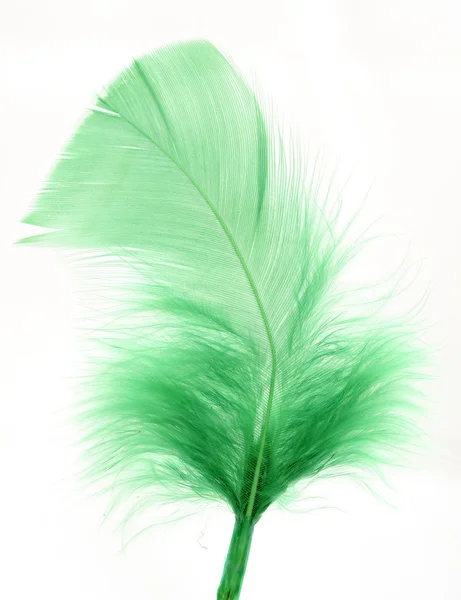 Feather of the bird — Stock Photo, Image