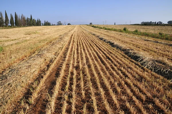 Вид на поле, на котором собирается урожай — стоковое фото