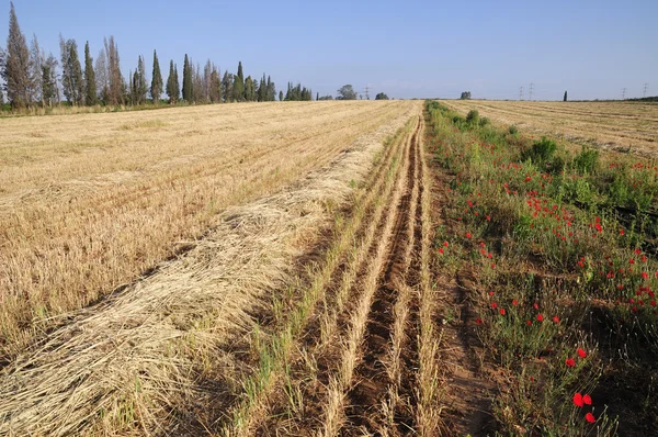 Vista no campo após a colheita — Fotografia de Stock