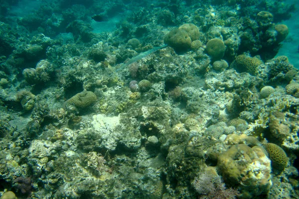 珊瑚暗礁 — 图库照片