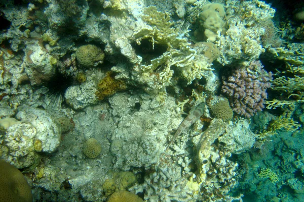 Corals reef — Stock Photo, Image