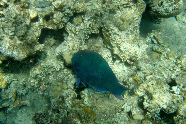 Koraller reef — Stockfoto