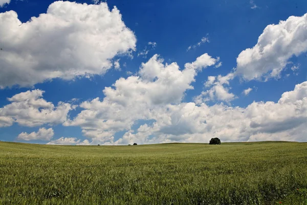 stock image Field corn