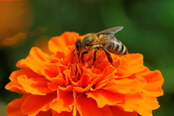 Pszczoła Zdjęcia Stockowe bez tantiem