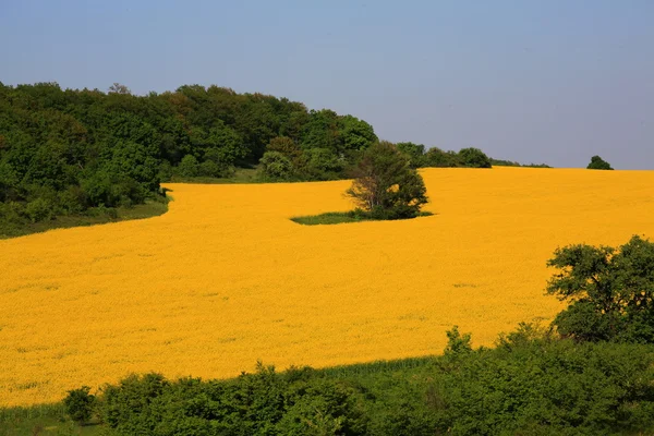 Żółty rzepak — Zdjęcie stockowe
