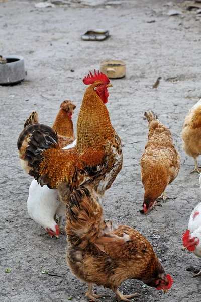 stock image Cock and hen