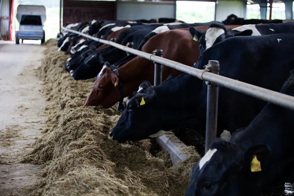 Vacche nutrici — Foto Stock