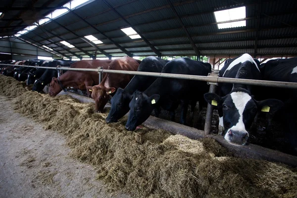 Kühe füttern Platz — Stockfoto
