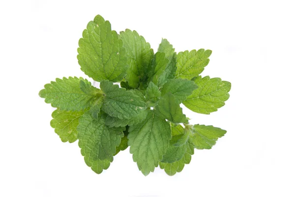Green herb — Stock Photo, Image