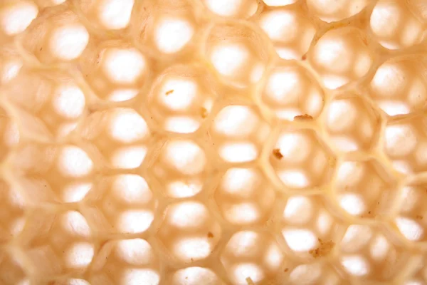 蜂蜜の背景 — ストック写真