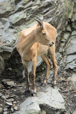 Chamois