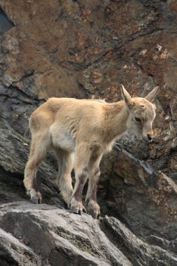 küçük chamois