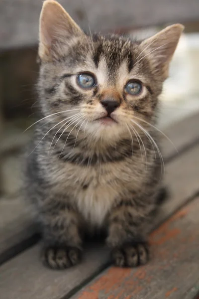 Small cat — Stock Photo, Image