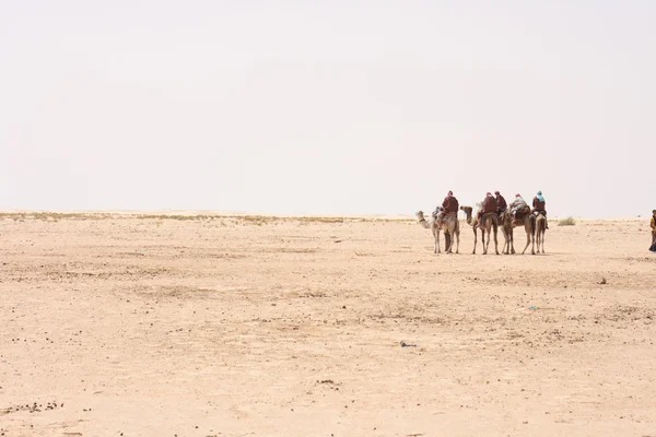 Camels and sahara — Stock Photo, Image