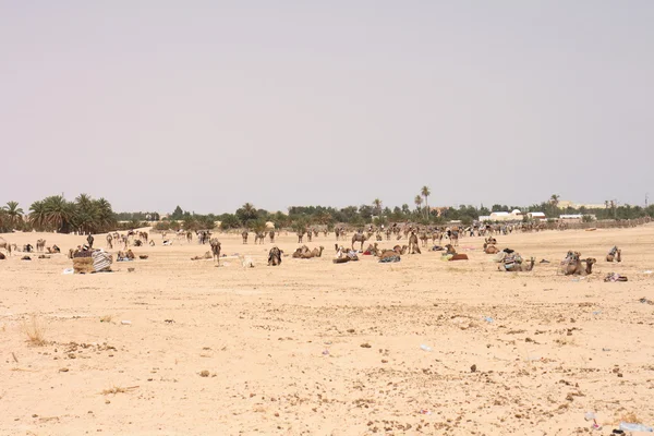 Camels and sahara — Stock Photo, Image