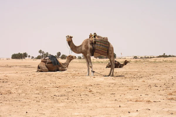 Kameler og sahara – stockfoto