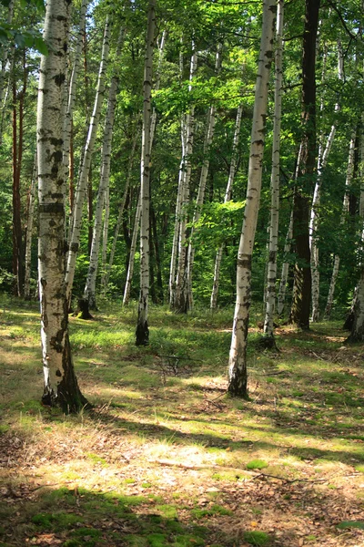 Чешский лес — стоковое фото