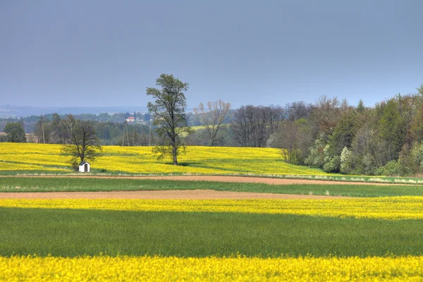Spring country — Stock Photo, Image