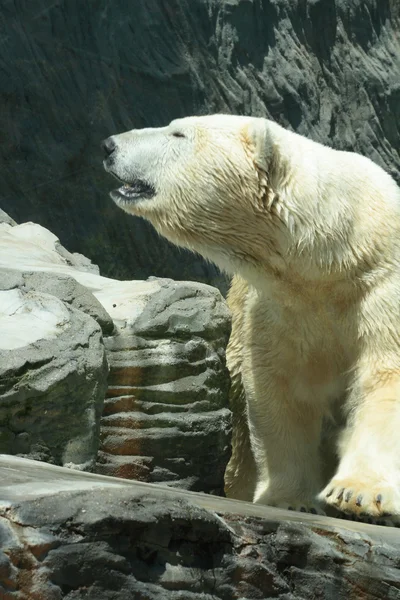 Urso de gelo — Fotografia de Stock