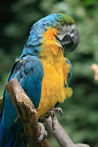 Blue ara bird — Stock Photo, Image