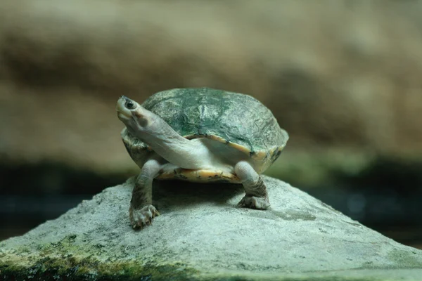 Su kaplumbağası — Stok fotoğraf