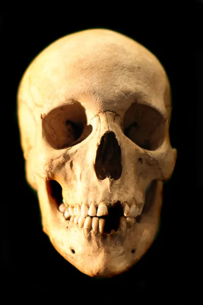 Skull — Stock Photo, Image