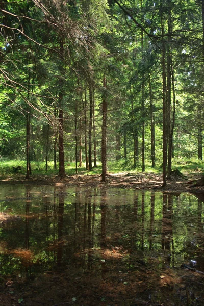 무늬 숲과 강 — 스톡 사진