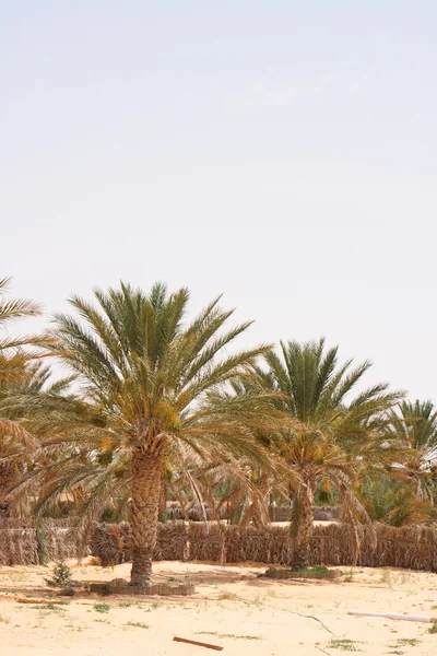 Oase auf Tjerba — Stockfoto