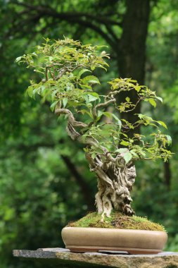 Bonsai