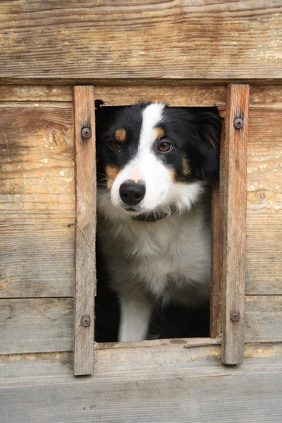 Pes a jeho domov — Stock fotografie
