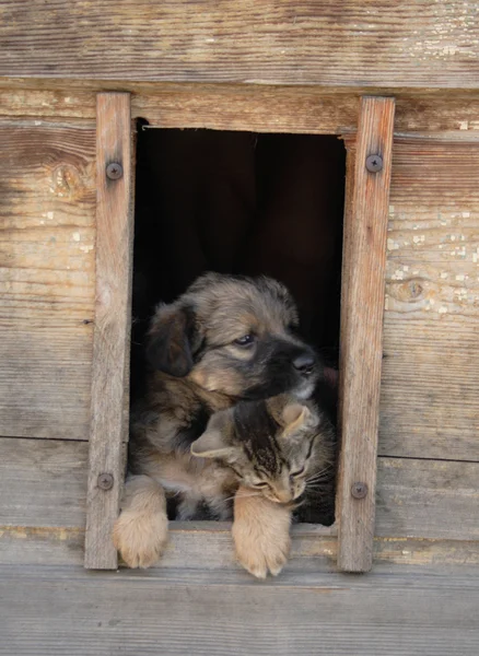 Kedi ve köpek Sevgililer günü — Stok fotoğraf