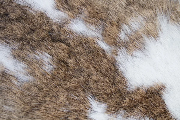 Rabbit skin texture — Stock Photo, Image