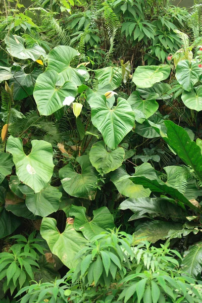 stock image Green leaf background