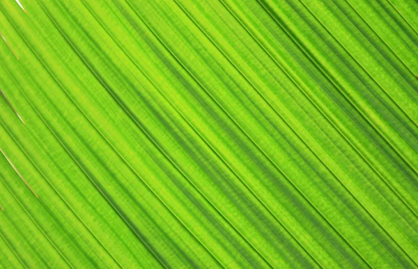 Grünes Blatt Hintergrund — Stockfoto