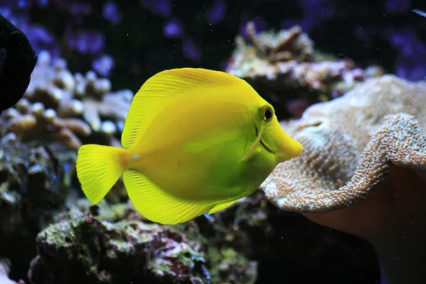 stock image Yellow exotic fish