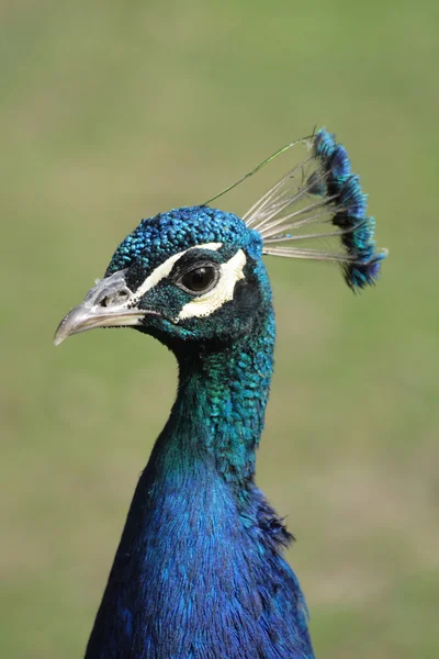Trevlig peacocok — Stockfoto