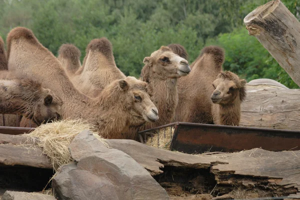 Kameler — Stockfoto