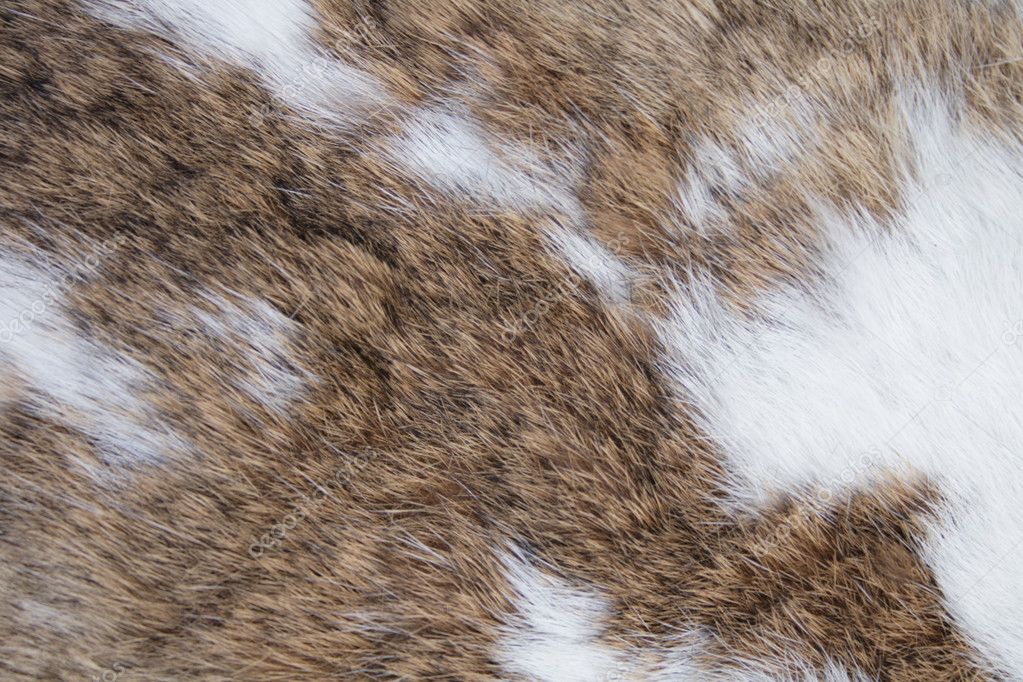 Rabbit skin texture — Stock Photo © jonnysek #2841466