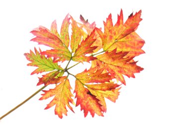 Leaf clipart