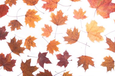 Autumn background clipart