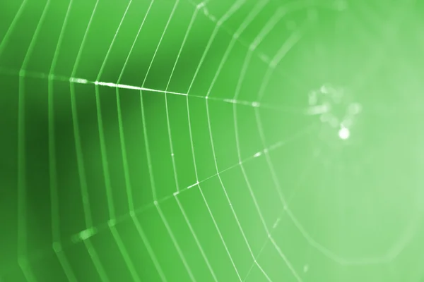 stock image Spider net in the spring