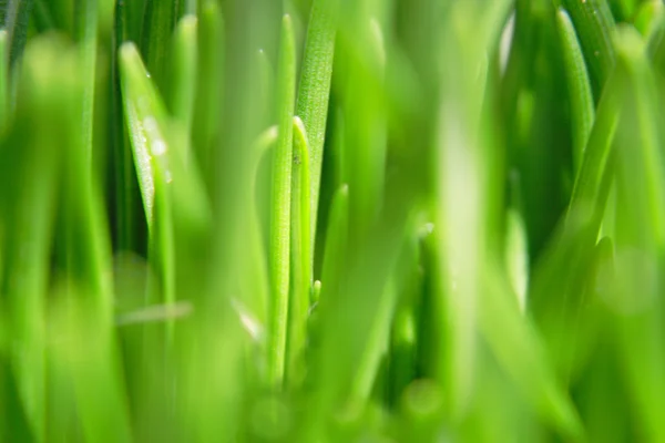 Stock image Abstract green grass