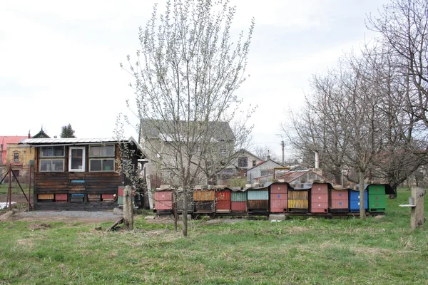 Czeski Pszczoła gospodarstwa — Zdjęcie stockowe