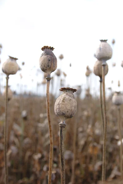 stock image Poppy field