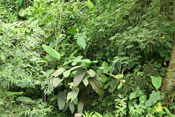 Jungle background