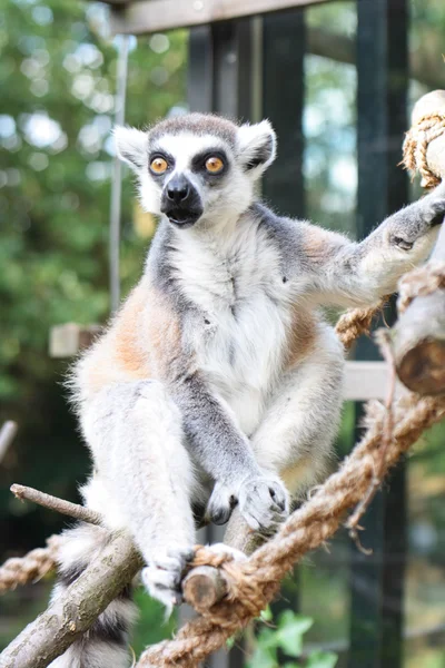 Monkey lemur — Stock fotografie