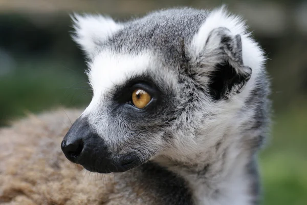 Monkey lemur — Stock Photo, Image