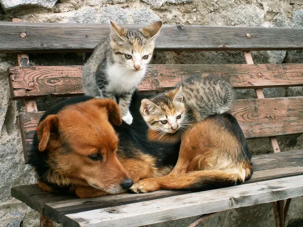 Macska és kutya — Stock Fotó