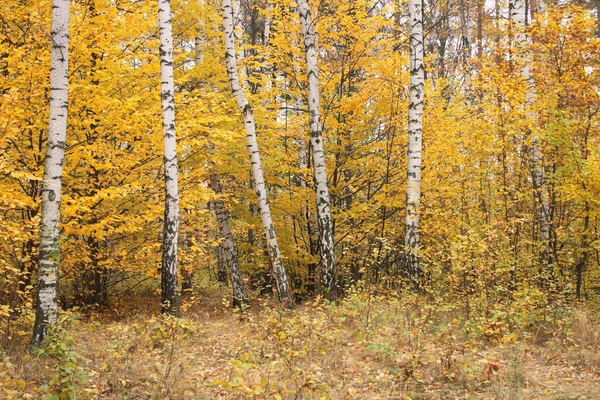 stock image Autumn